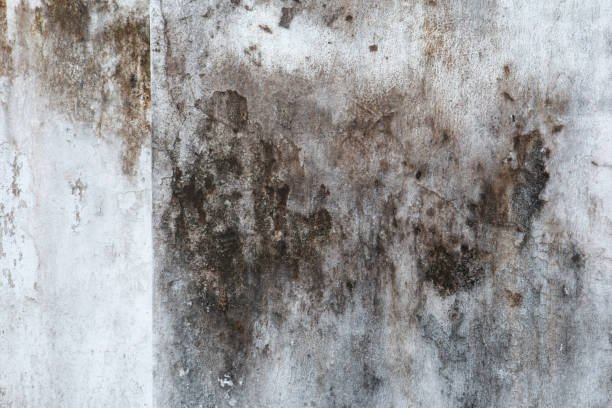 Best Black Mold Removal  in Payson, UT