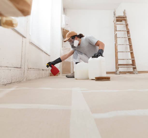 Best Basement Mold Removal  in Payson, UT