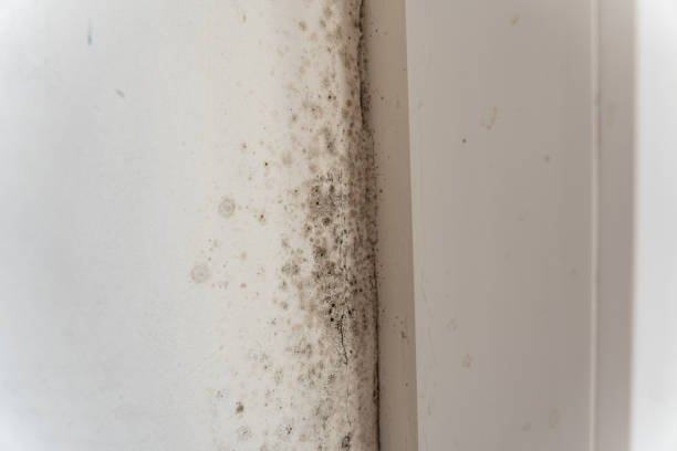 Best Mold Damage Restoration  in Payson, UT