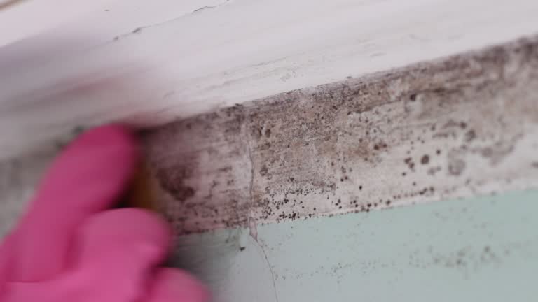 Best Attic Mold Removal  in Payson, UT